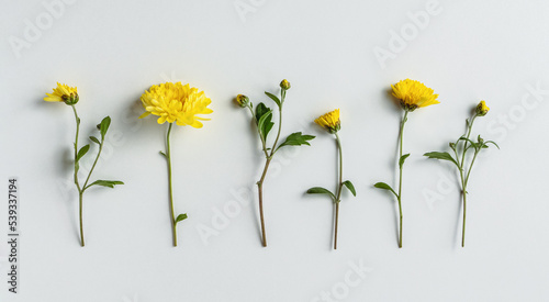 Yellow chrysanthemum flowers in a row on white background, floral flat lay for greeting poster designs