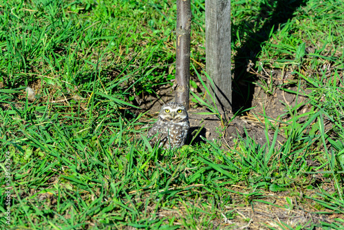 owl in the grass at the foot of a tree
