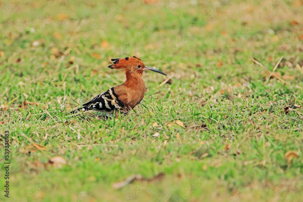 The Common Hoopoe on field in the park The Common Hoopoe on field in the park