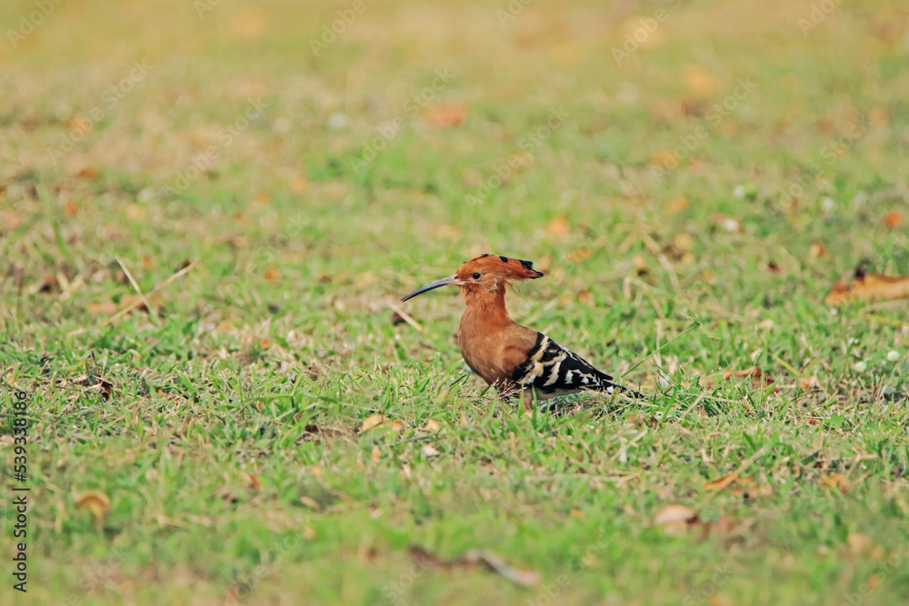The Common Hoopoe on field in the park The Common Hoopoe on field in the park