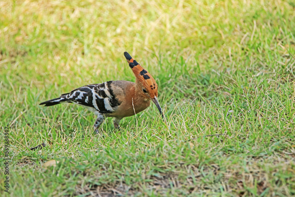 The Common Hoopoe on field in the park The Common Hoopoe on field in the park