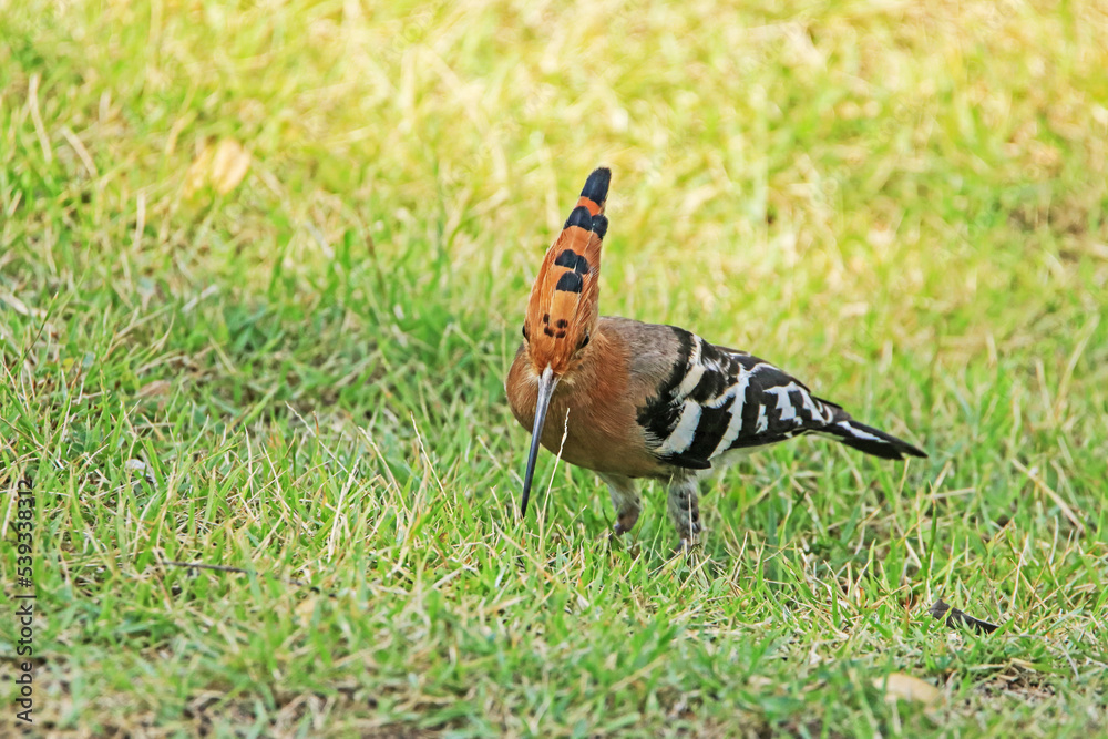 The Common Hoopoe on field in the park The Common Hoopoe on field in the park