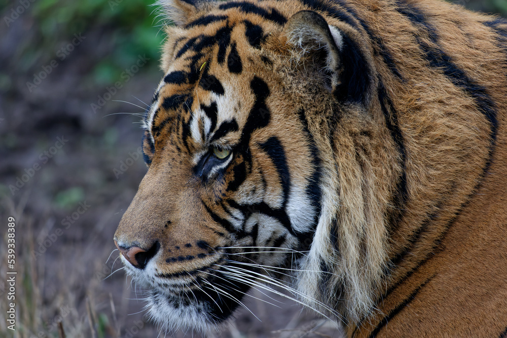 Fototapeta premium Close up portrait of a Sumatran Tiger.