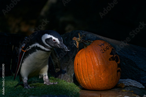 Black and white feathered penguin next to an orange pumpkin at the zoo in October. photo