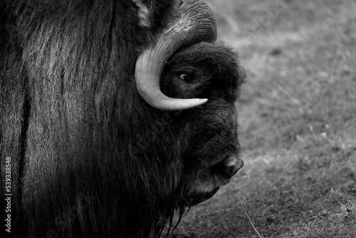 Black and white close up of a muskox grazing on a grassy hill in partial sunlight.
