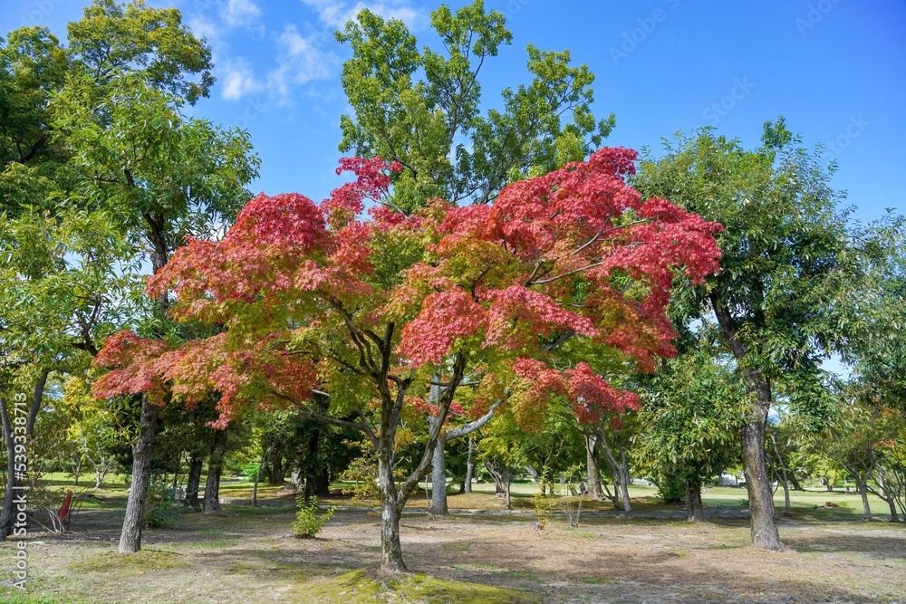 Naklejka premium きれいに色づいたモミジの紅葉@大阪