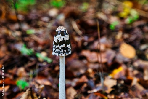Schwarz weißer Pilz im Wald