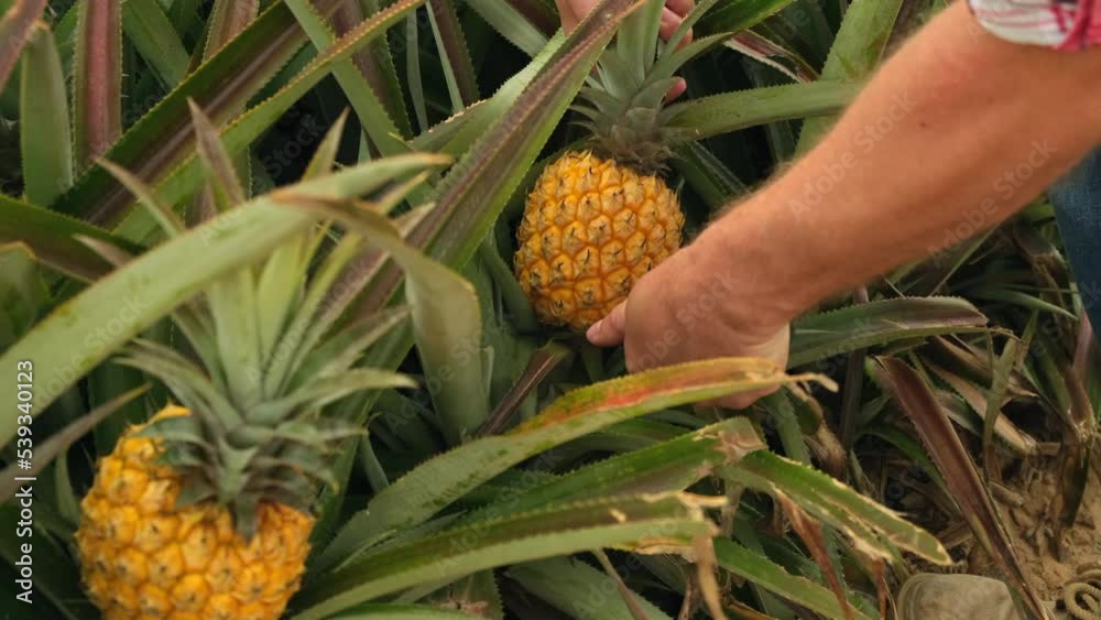 Farmer cut pineapple in pineapple plantation. the hand of a male farmer with a knife cuts a ripe pineapple from a new crop in the field. american farmer cuts ripe pineapple on plantation