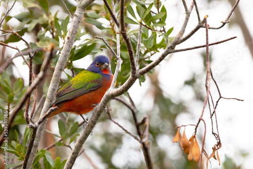 A male painted bunting (Passerina ciris) in a tree in Sarasota, Florida © Hayley Rutger