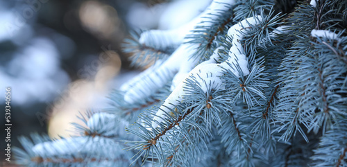 Coniferous tree branches covered with snow, closeup