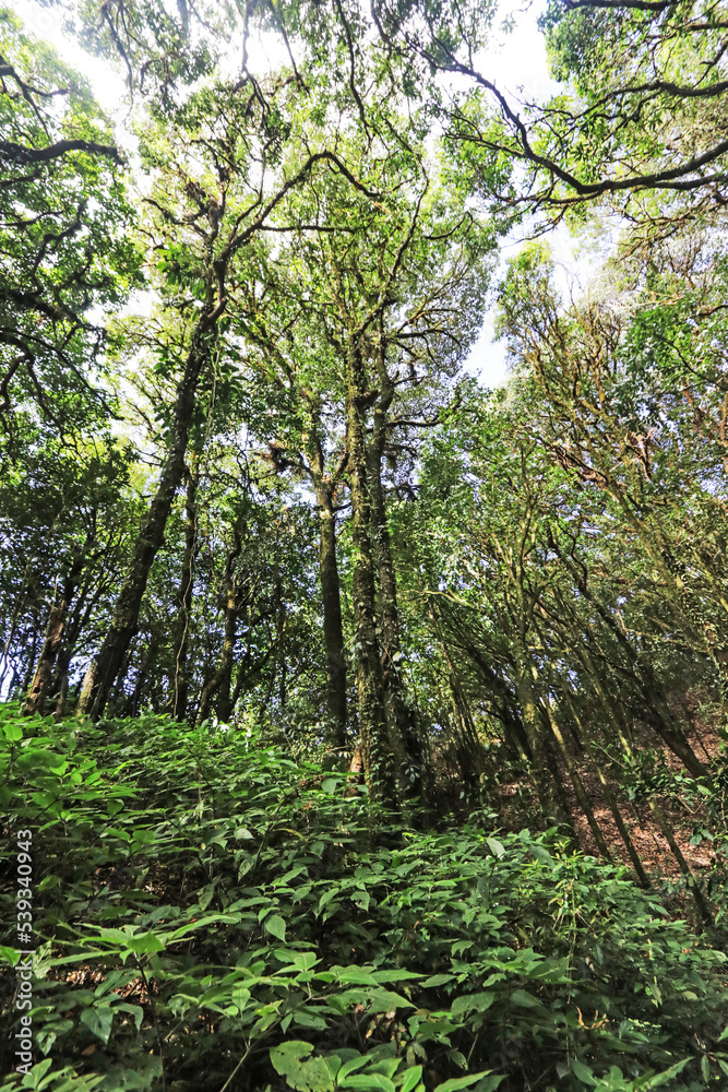 Fototapeta premium The hiking trail in the forest of Thailand.