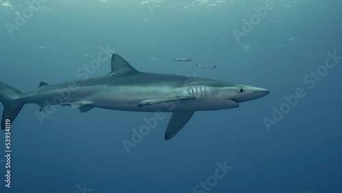 Wallpaper Mural Wide Shot of a Large Blue Shark in the Atlantic Ocean underwater with light reflections in Slow Motion Torontodigital.ca