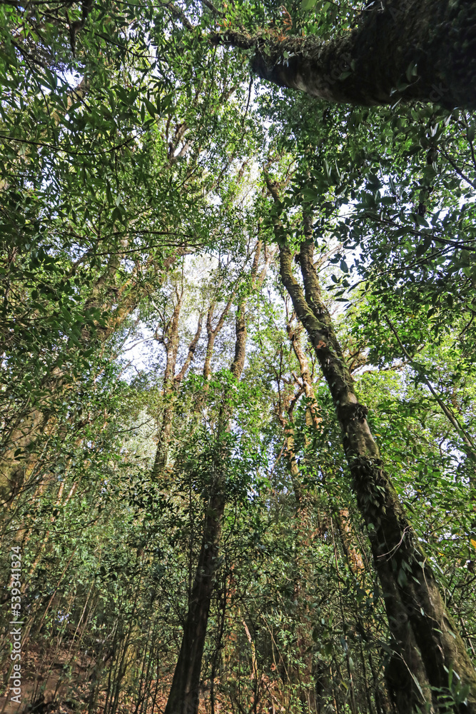 Fototapeta premium The hiking trail in the forest of Thailand.