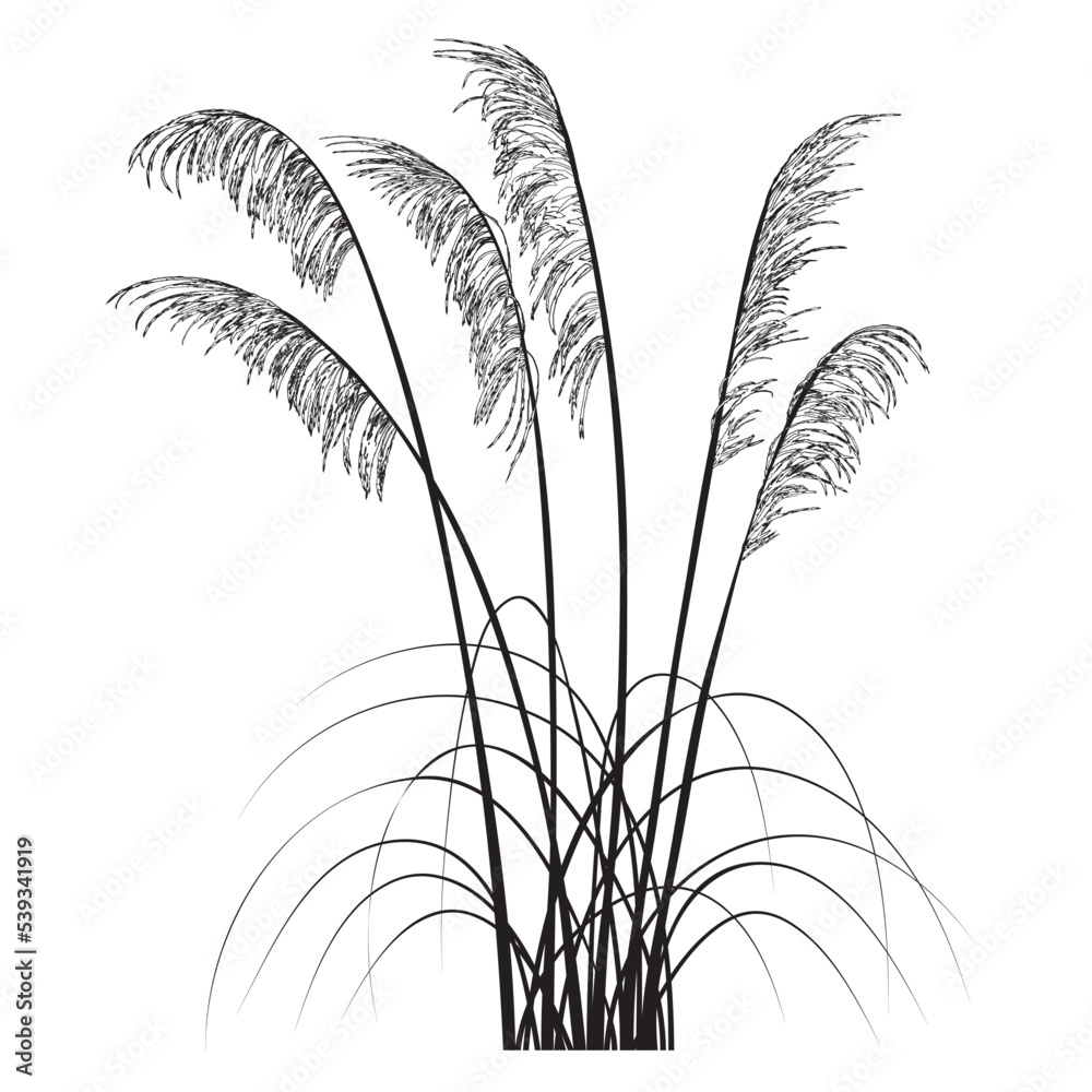 Toetoe New Zealand Native Plant Vector Line Art Illustration - obrazy, fototapety, plakaty 