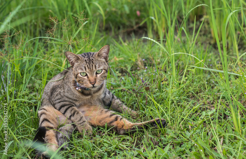 cute cat sitting on grass