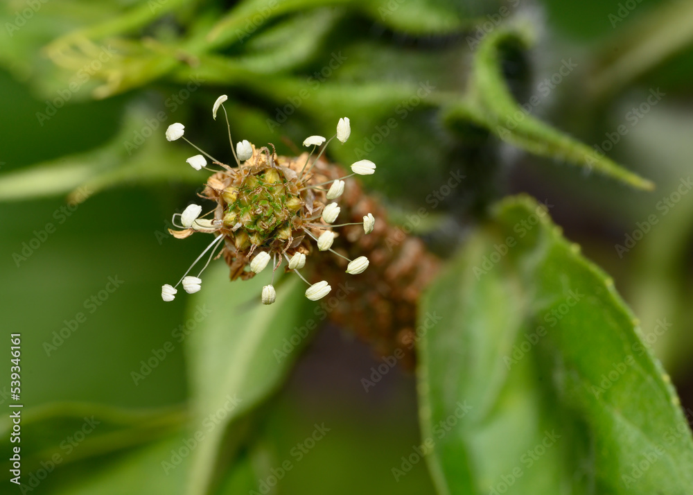 A close-up view of the stamens of a forest flower resembling a cheerful caterpillar A close-up view of the stamens of a forest flower resembling a cheerful caterpillar