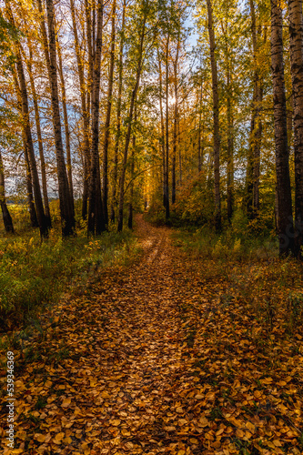 Path covered with yellow leaves in the autumn forest