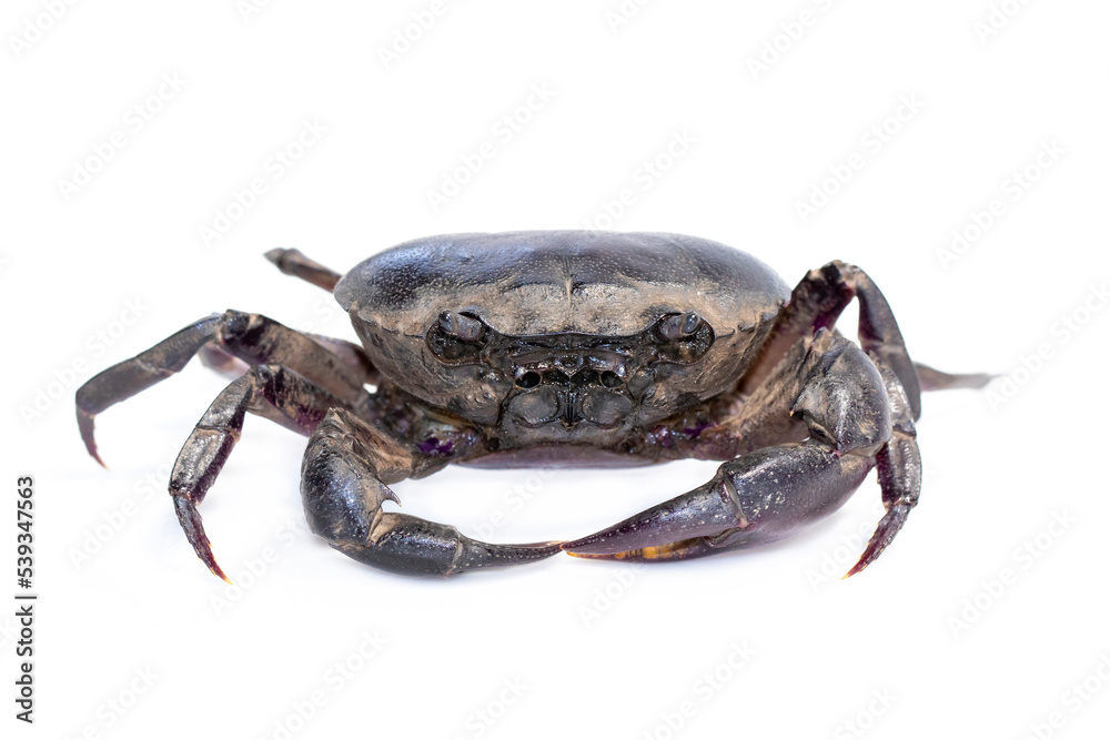 Image of crab (Field crab) isolated on white background. Food. Animal. Image of crab (Field crab) isolated on white background. Food. Animal.