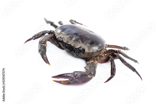 Image of crab (Field crab) isolated on white background. Food. Animal.