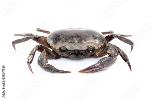 Image of crab  Field crab  isolated on white background. Food. Animal.