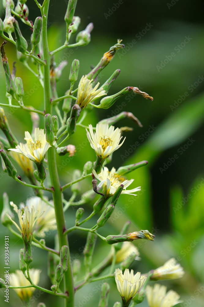 Indian lettuce (Lactuca indica) flowers blooming in the mountain. Indian lettuce (Lactuca indica) flowers blooming in the mountain.