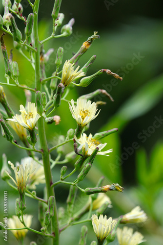 Indian lettuce (Lactuca indica) flowers blooming in the mountain.