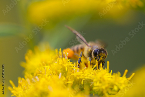 Western honey bee collecting nectar from the yellow flowers of the goldenrod. Close up macro photography. © SAIGLOBALNT
