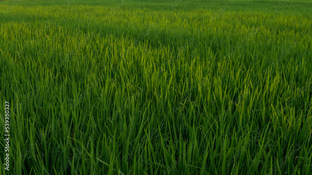 rice fields at sunset
