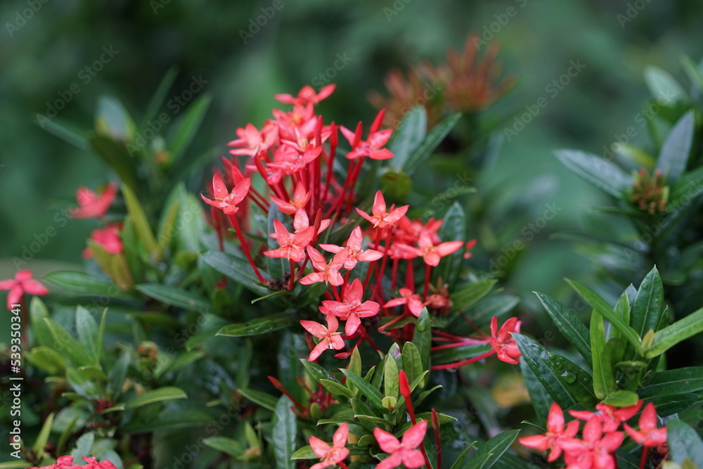 Close up of light red-pink flowers nature background There is space for a wide panoramic web banner design with beautiful wood design. Close up of light red-pink flowers nature background There is space for a wide panoramic web banner design with beautiful wood design.