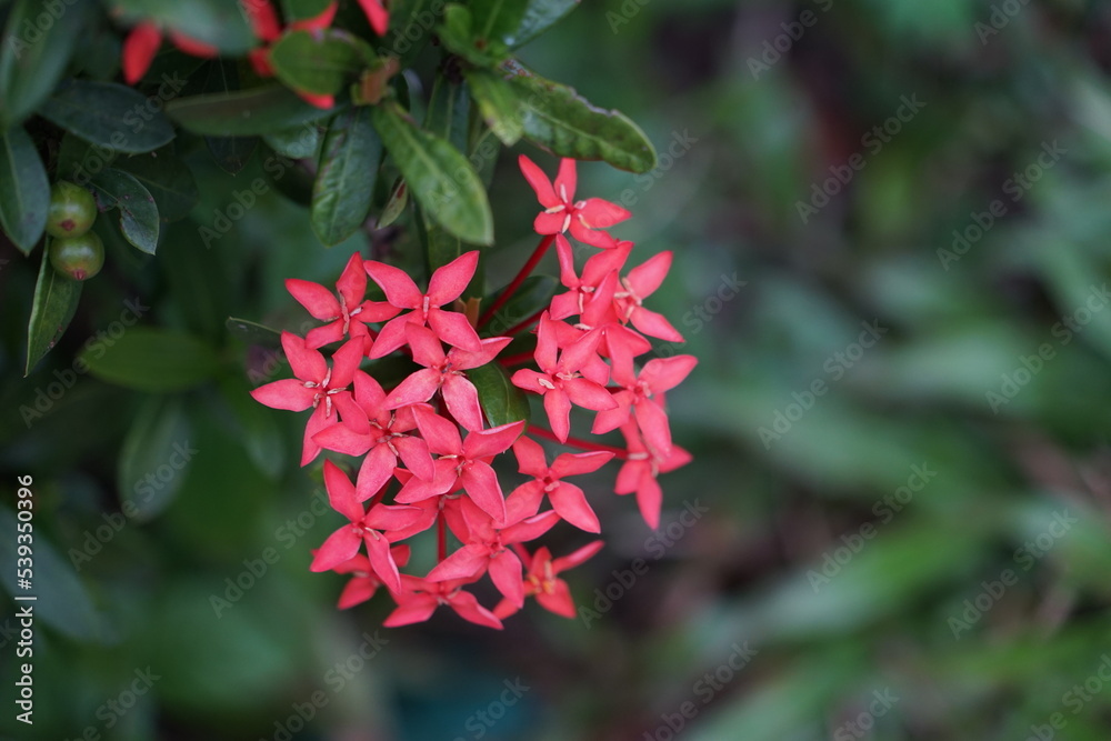 Close up of light red-pink flowers nature background There is space for a wide panoramic web banner design with beautiful wood design.