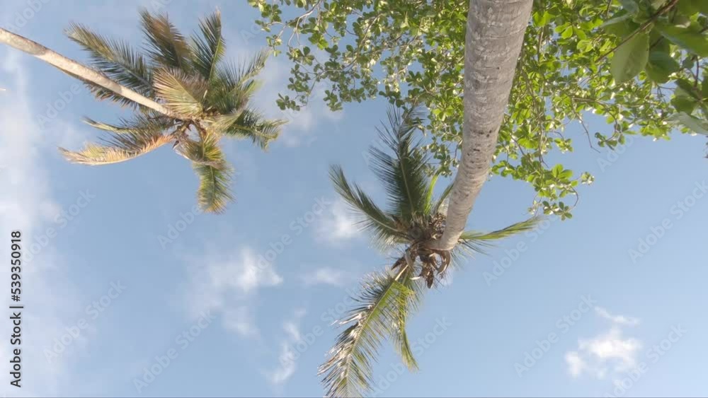 Vista desde abajo en la parte superior de la palmera con el cielo, nadie. Destinos de viaje. Vacaciones de verano