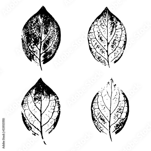 Leaf Set. Ink leaf texture stamp isolated on white background. Natural realistic elements for eco design.