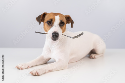 Fototapeta Naklejka Na Ścianę i Meble -  Portrait of a dog Jack Russell Terrier holding a fork in his mouth on a white background. 