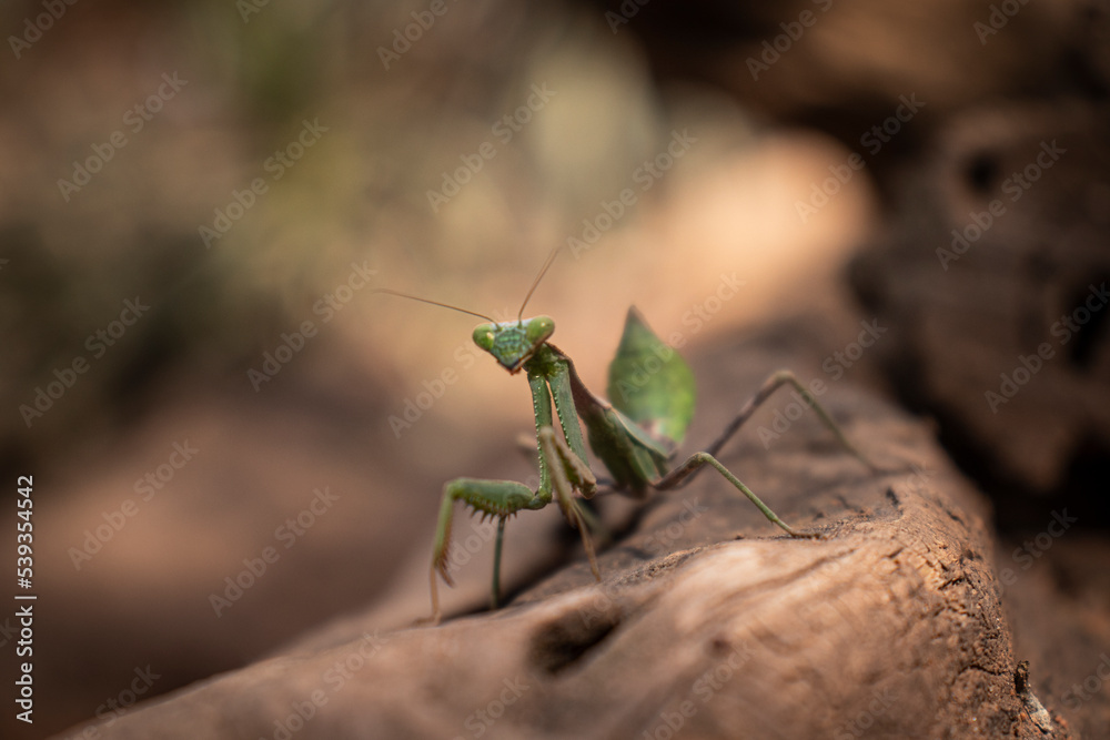 Mantis religiosa verde vista desde el frente con un fondo café desenfocado Mantis religiosa verde vista desde el frente con un fondo café desenfocado