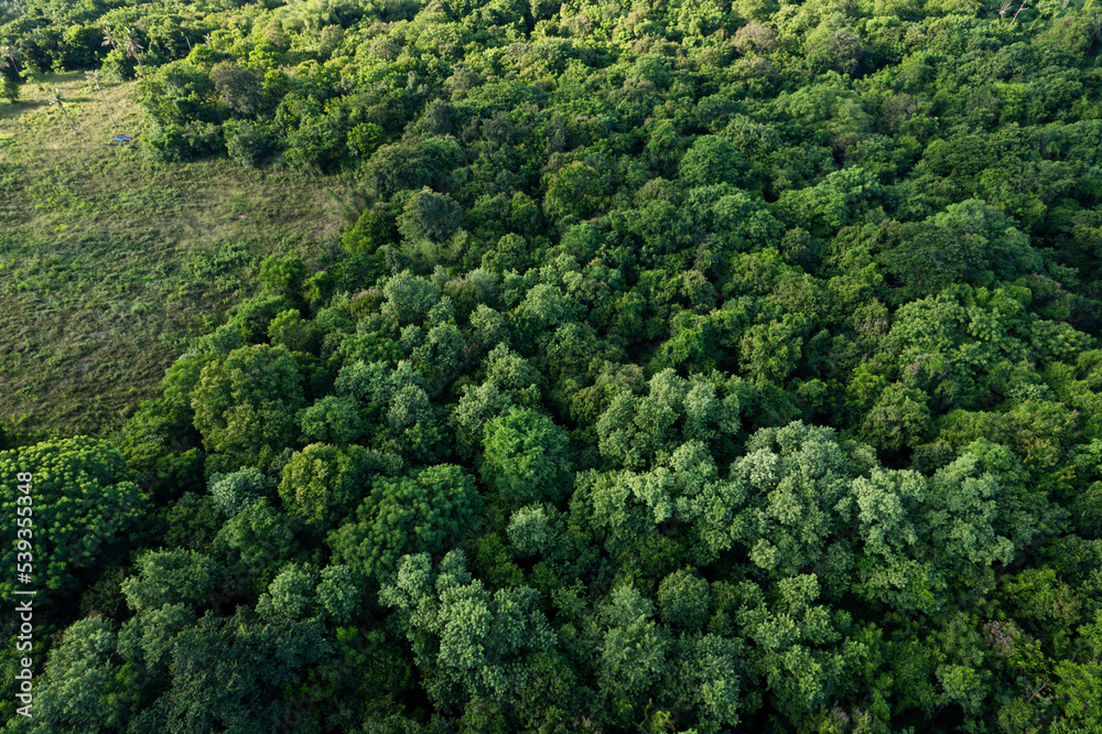 aerial view of dark green forest Abundant natural ecosystems of rainforest. Concept of nature forest preservation and reforestation. aerial view of dark green forest Abundant natural ecosystems of rainforest. Concept of nature forest preservation and reforestation.