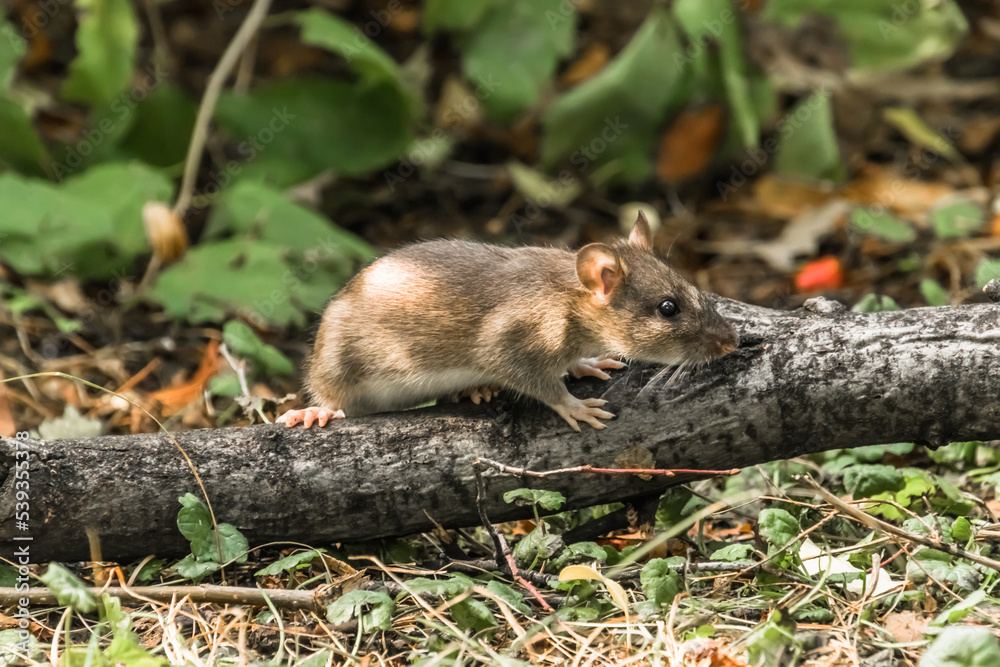 squirrel in the forest