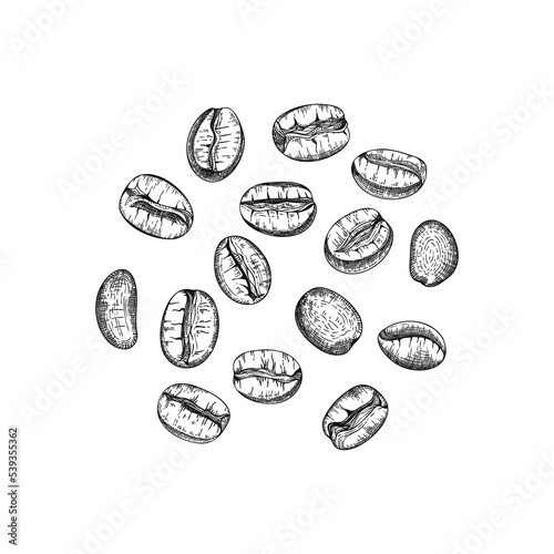 Hand drawn line art coffee beans illustration isolated on white background