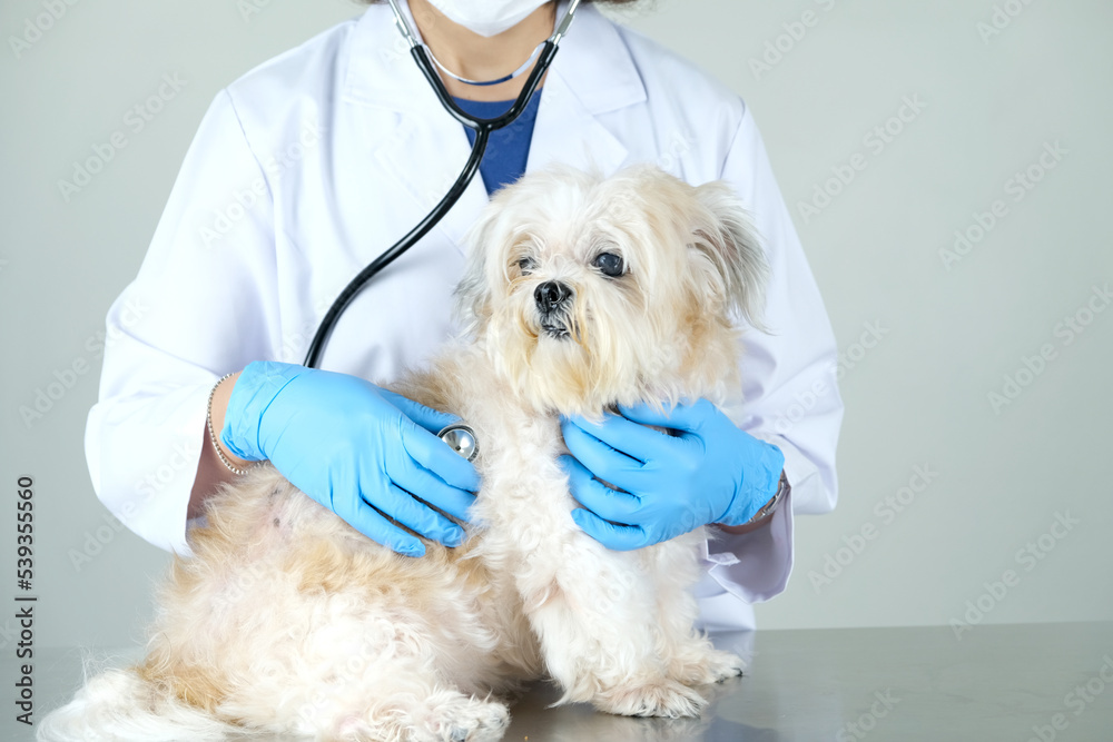 A veterinarian checks the dog's health with a stethoscope. A veterinarian checks the dog's health with a stethoscope.