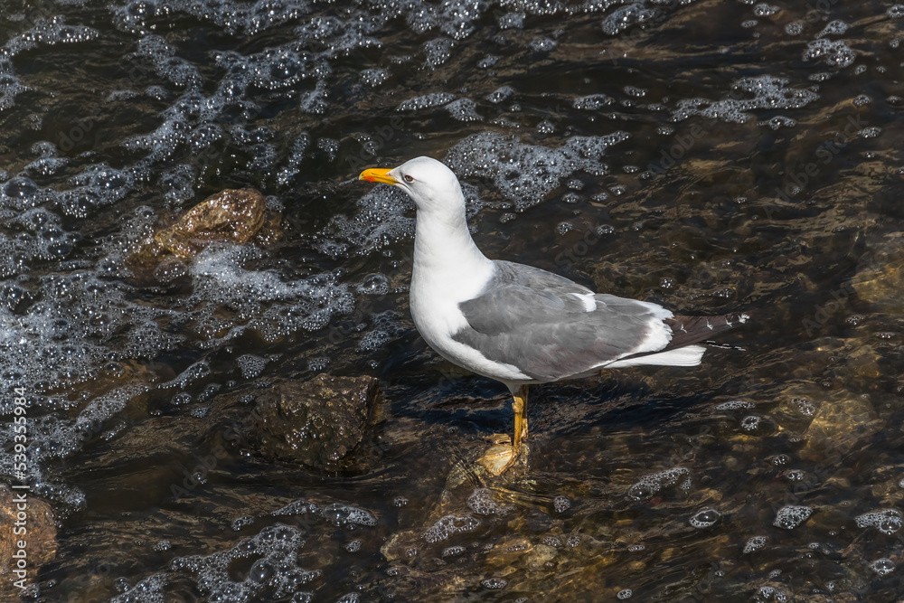 Fototapeta premium black headed gull
