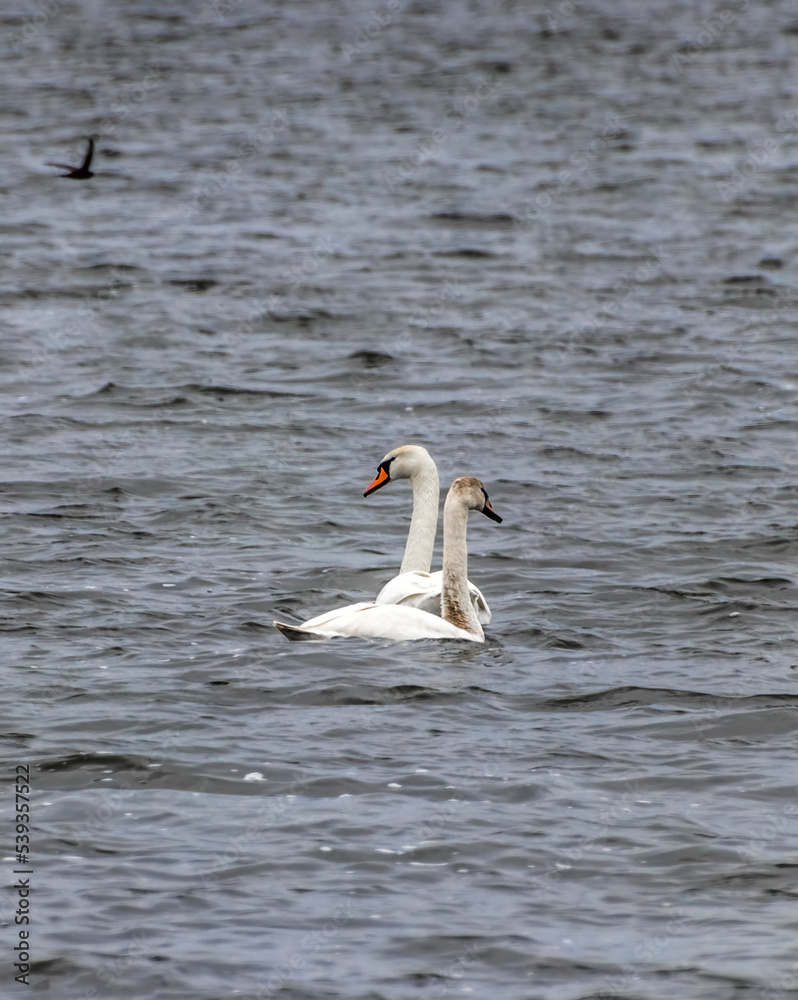 Fototapeta premium swan on the lake