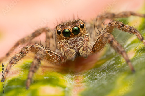 Jumping spider on pink flowers in the garden. Hyus spider on flowers with green background.