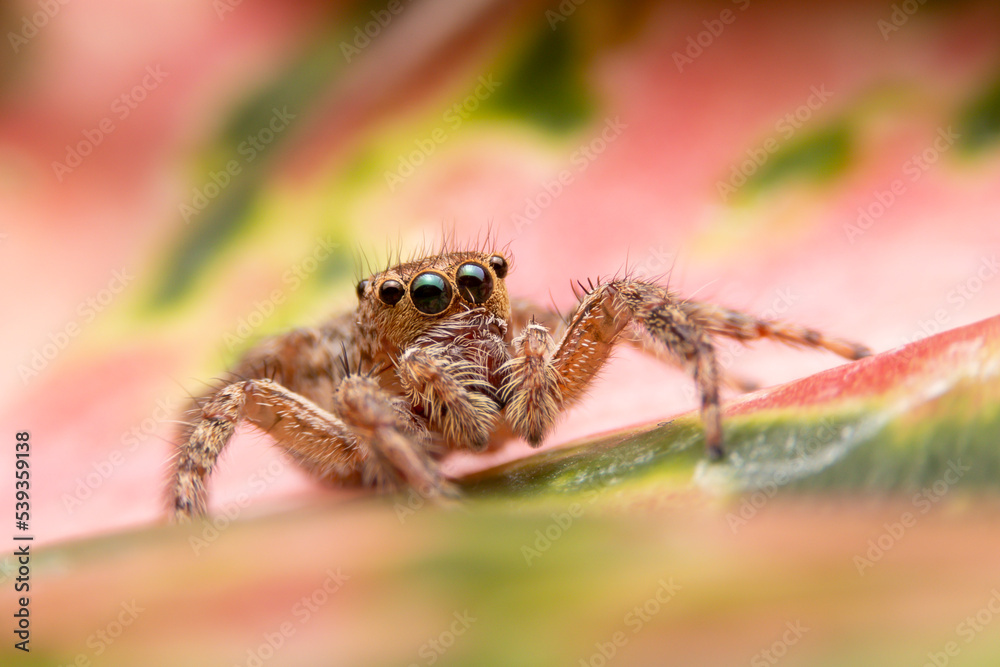 Jumping spider on pink flowers in the garden. Hyus spider on flowers with green background. Jumping spider on pink flowers in the garden. Hyus spider on flowers with green background.