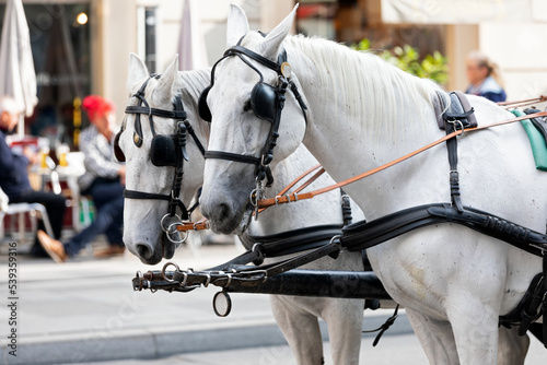 Horses pulling carriage