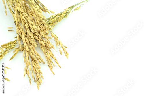 paddy rice isolated on white background, Ears of Jasmine rice with copy space, paddy seeds.