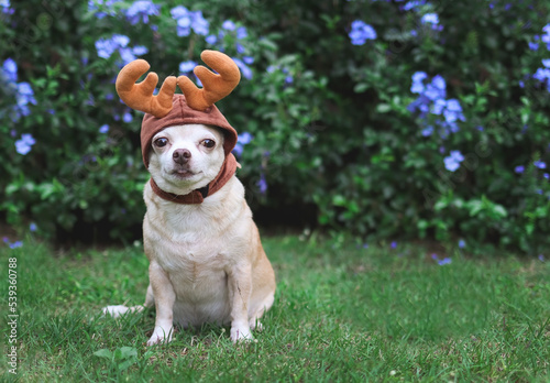 brown short hair Chihuahua dog wearing reindeer horn hat, sitting on green grass in the garden with purple flowers, copy space. Christmas and New year celebration.