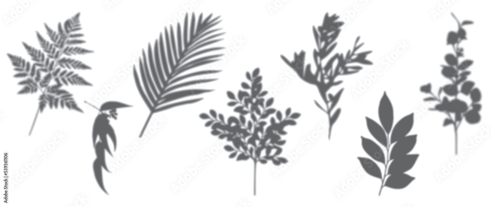 Abstract botanical shadow effect on white background vector. Set of ...