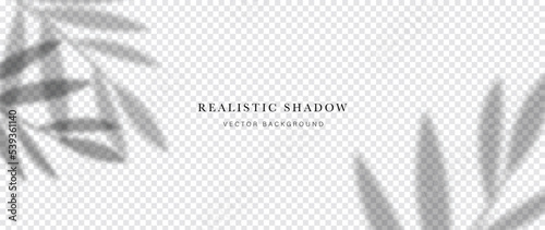 Abstract botanical shadow effect on transparent background vector. Realistic shadow of leaf branch, leaves, plants, foliage. Illustration design for decorative, backdrop, cover, banner, ads.