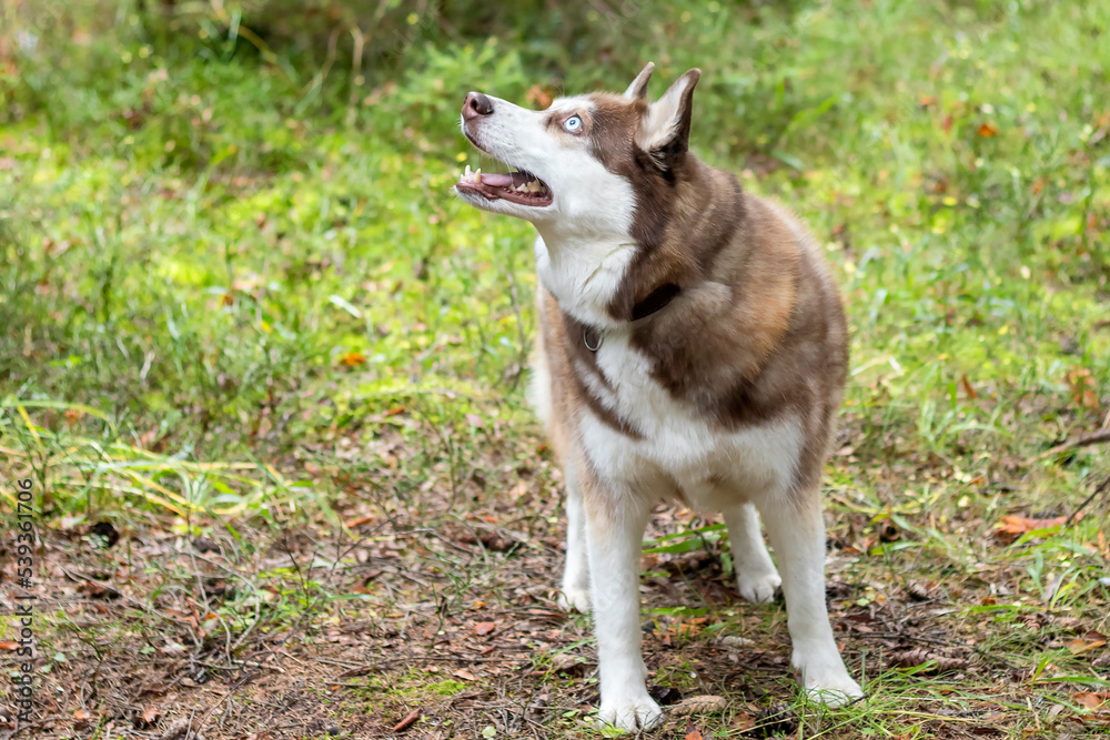 Husky dog with white-brown color and blue eyes for a walk in a flattering area. I saw a squirrel in a tree. Husky dog with white-brown color and blue eyes for a walk in a flattering area. I saw a squirrel in a tree.