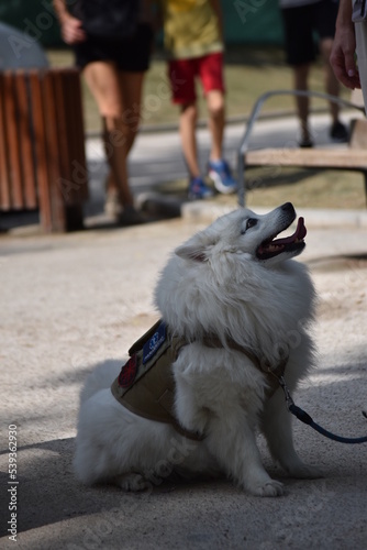 dog running on the street
