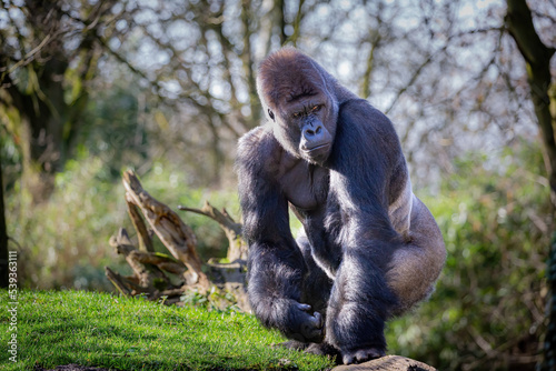Flachlandgorilla